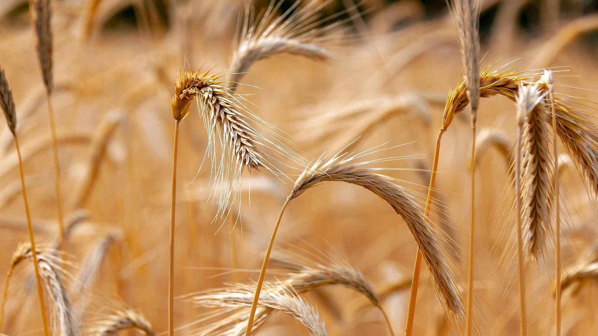Raumfahrt, Tickets und Senfkorn-Power: Kursfeuerwerk voraus! Warum OHB, CTS Eventim und MustGrow Biologics jetzt Rückenwind bekommen könnten!