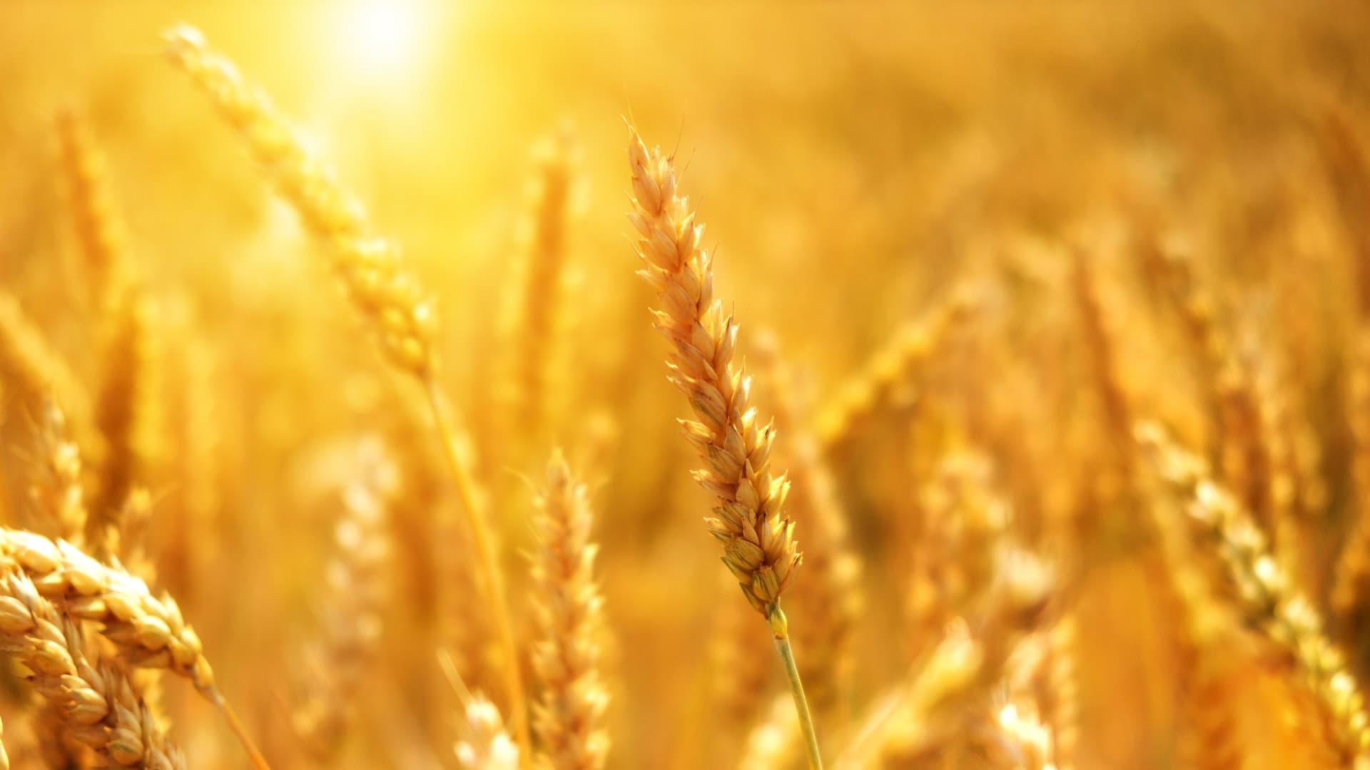Dünger Notstand 2026: Warum Bayer, MustGrow Biologics und Yara International jetzt auf Ihrer Einkaufsliste stehen müssen