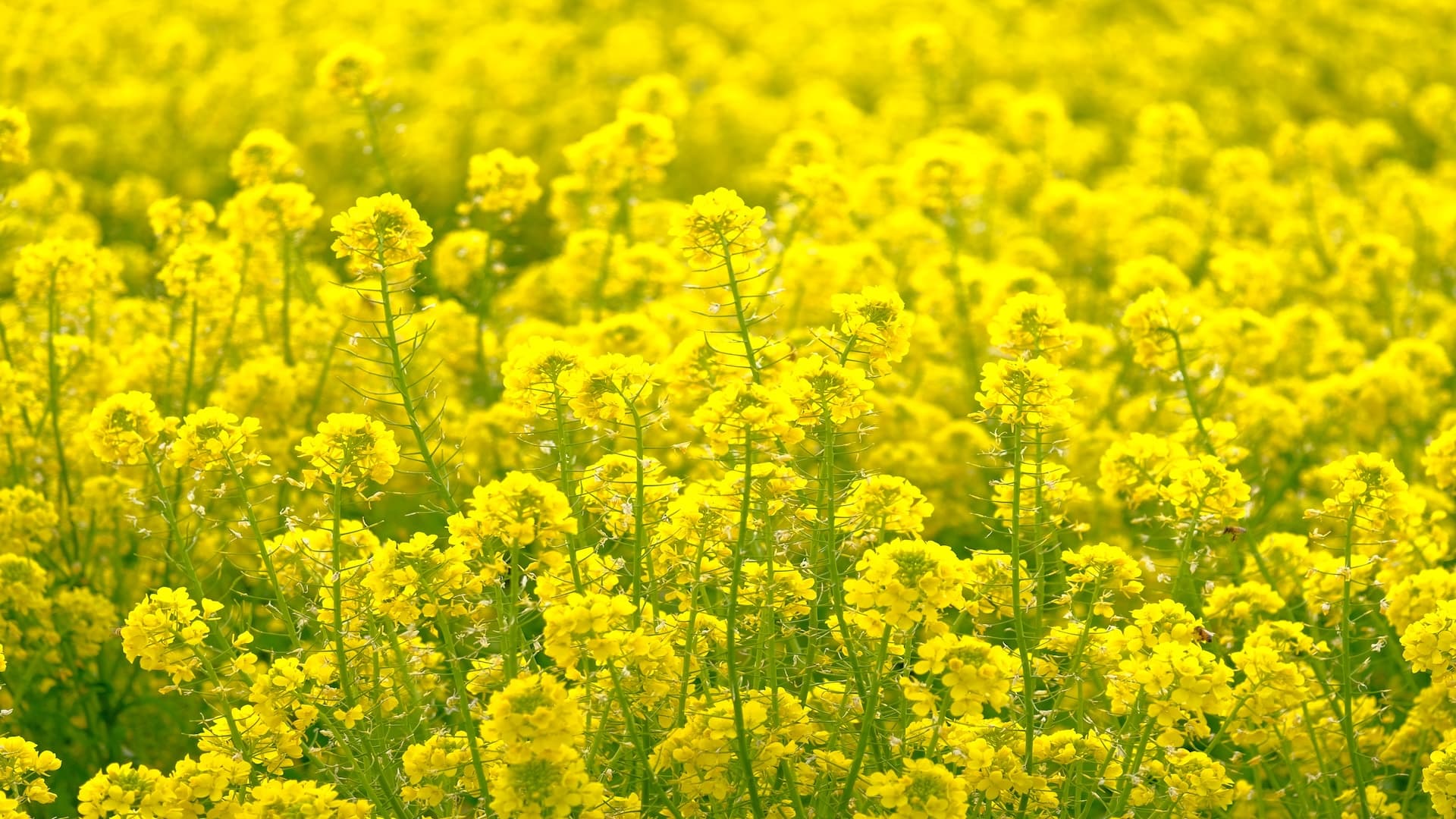 Grüne Versprechen, gelbe Lösungen: KWS Saat, Mustgrow Biologics und Corteva im Check