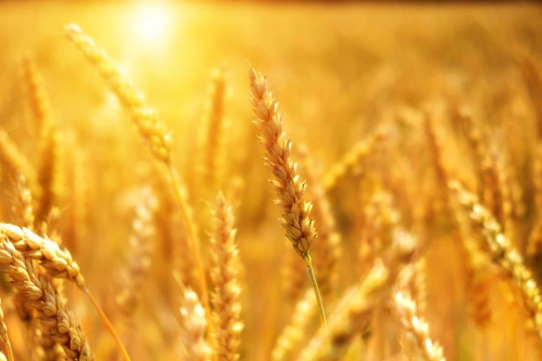 USA-IRAN: Jetzt öffnet die Straße von Hormus! Ein Sektor-Kaufsignal für Bayer, MustGrow, BASF und K+S!