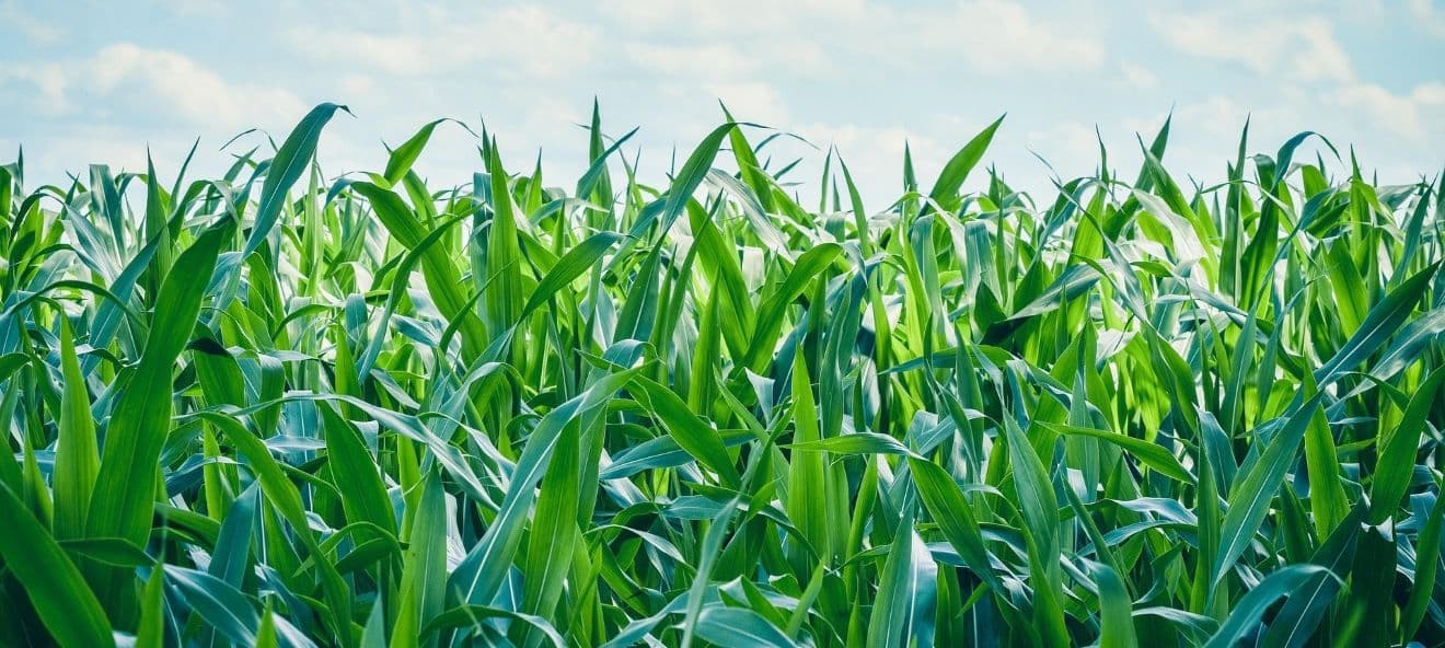 Nicht Micro-Chips, sondern Ernährung im Fokusl Was kommt auf den Tisch bei Mc Donalds, Bayer, MustGrow und Kraft Heinz?